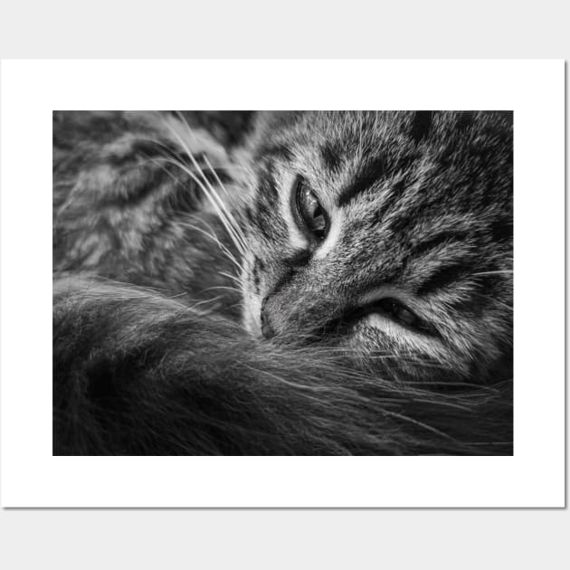 moody kitten b&w Wall Art by psychoshadow